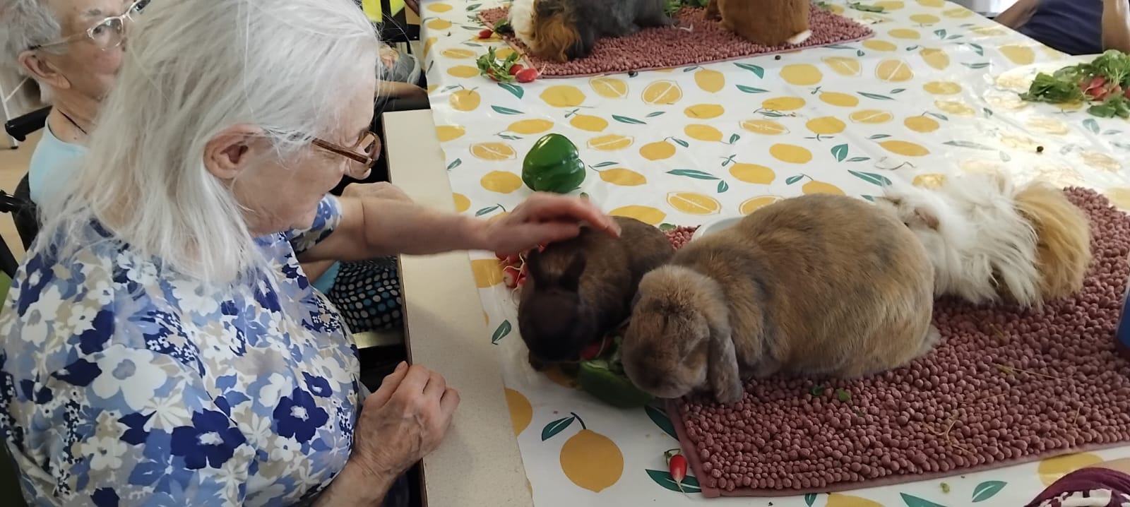 Rencontre avec la Fluffy Compagnie aux Bégonias le 20 juin 2025